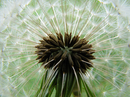 seedhead close-up