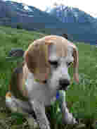 beagle in mountains