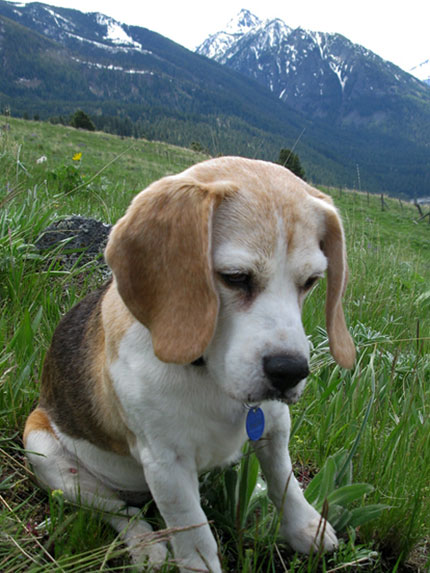 beagle in mountains