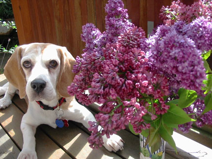 beagle with lilacs