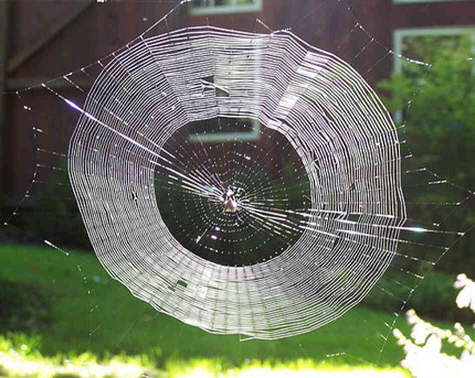 spider web backlit by sun spider web backlit by sun