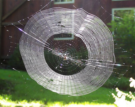 spider web backlit by sun