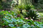 lotus in bloom lotus in bloom