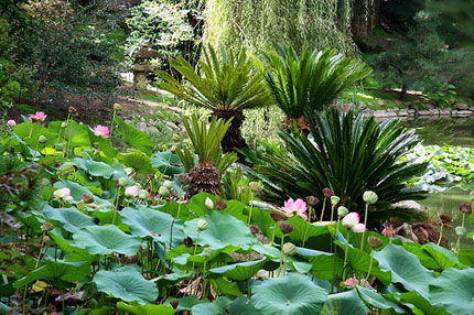 lotus in bloom