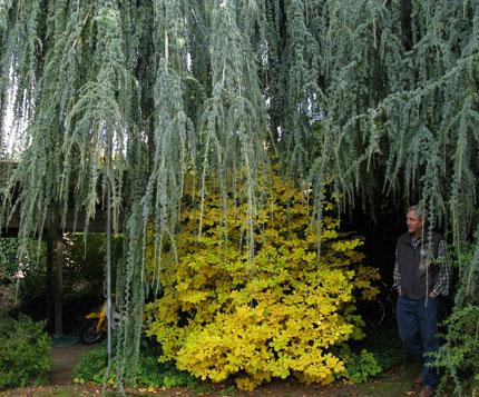 curtains of foliage