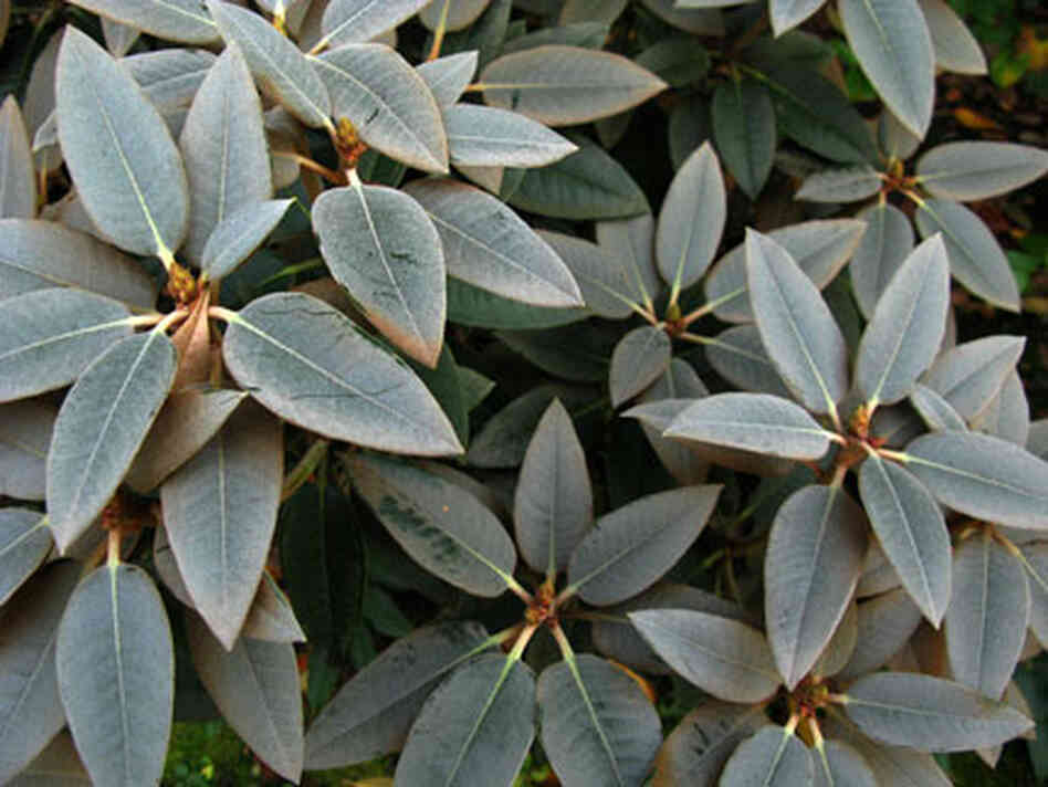 powdery blue rhodie foliage powdery blue rhodie foliage