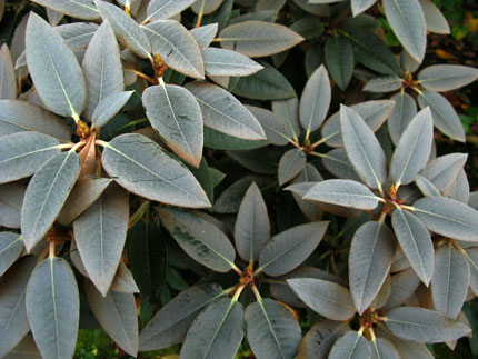 powdery blue rhodie foliage