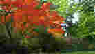 orange, yellow and pink fall foliage orange, yellow and pink fall foliage