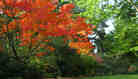 orange, yellow and pink fall foliage orange, yellow and pink fall foliage