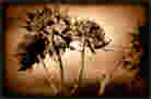 sepia dried flower head sepia dried flower head