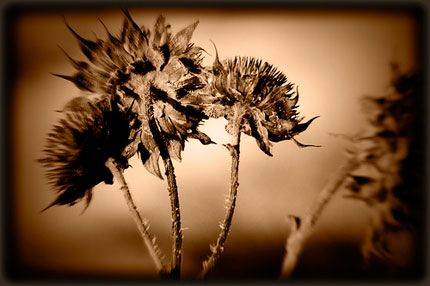 sepia dried flower head