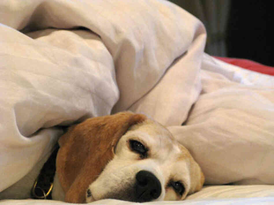 Starlet the beagle Starlet the beagle