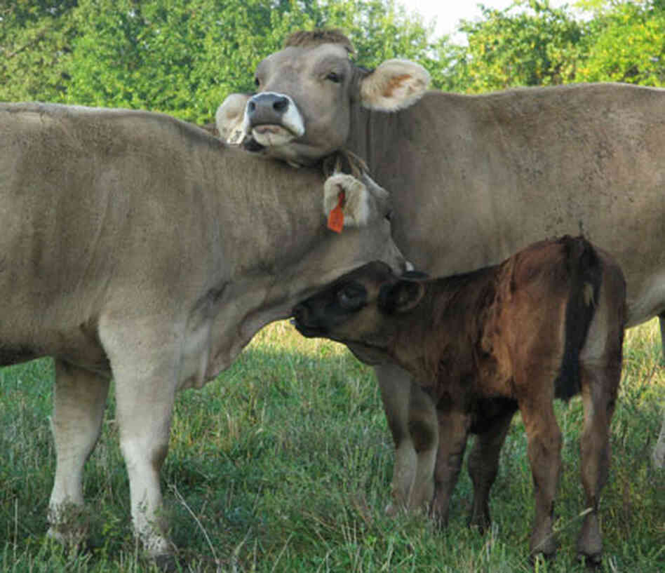 Swiss cows nuzzling Swiss cows nuzzling