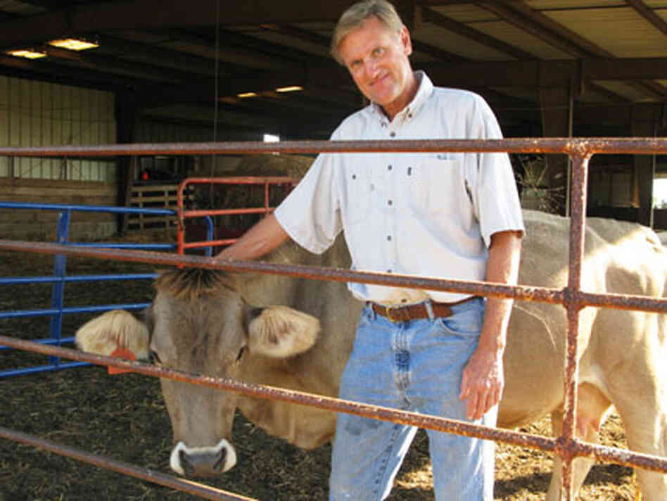 Dave Burt and the cow he bottle fed Dave Burt and the cow he bottle fed