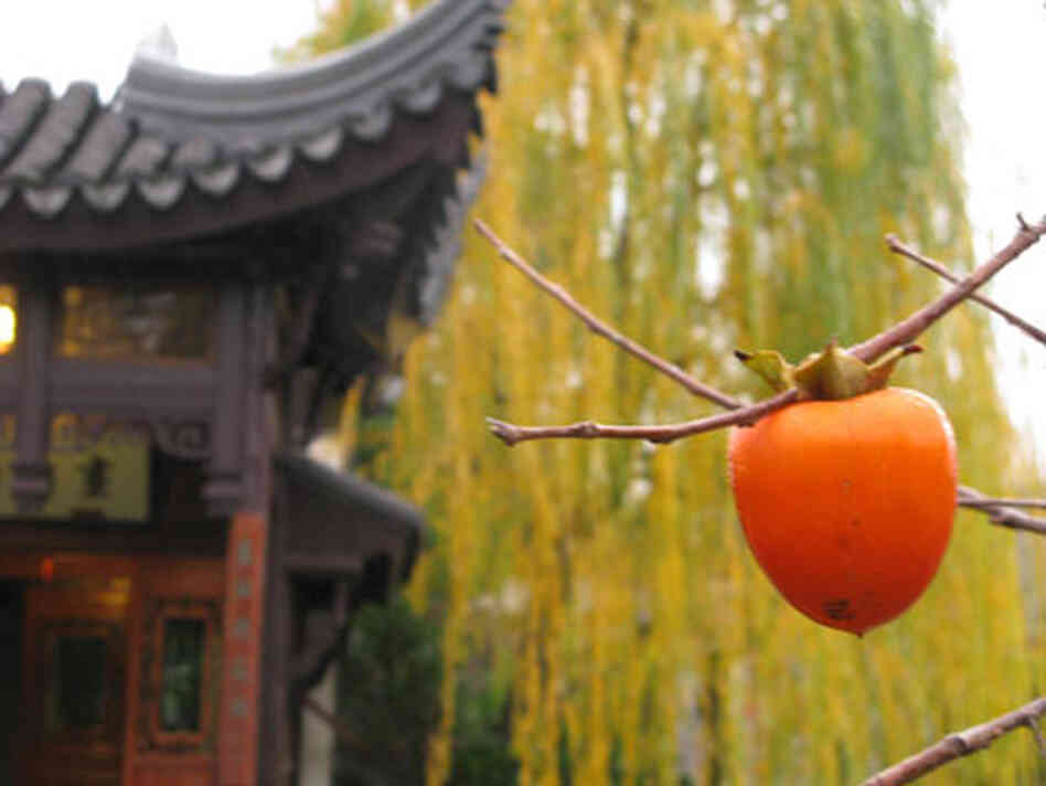 bright orange persimmon hanging off tree bright orange persimmon hanging off tree