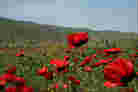 poppy field in Turkey poppy field in Turkey