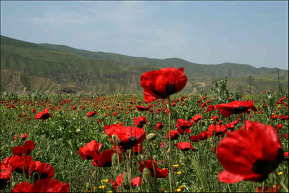 poppy field in Turkey poppy field in Turkey