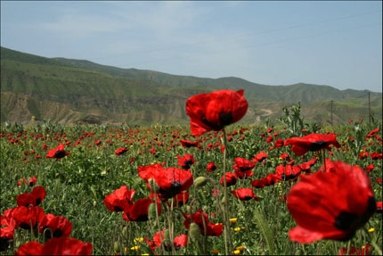 poppy field in Turkey