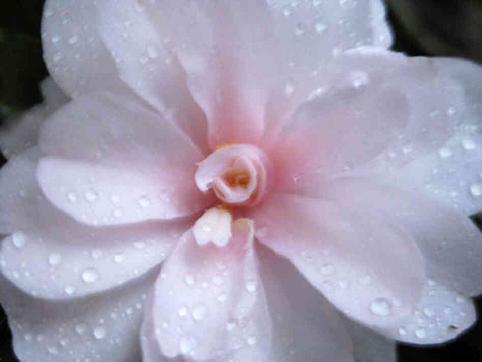 delicate pink camellia blossom delicate pink camellia blossom
