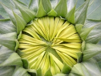 Close-up of sunflower's cushionlike center