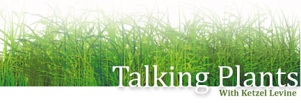 Talking Plants Blog