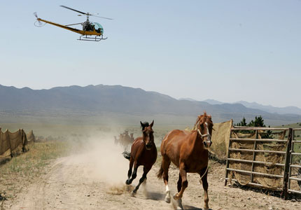 Horses