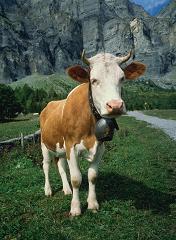 Cow & Bell