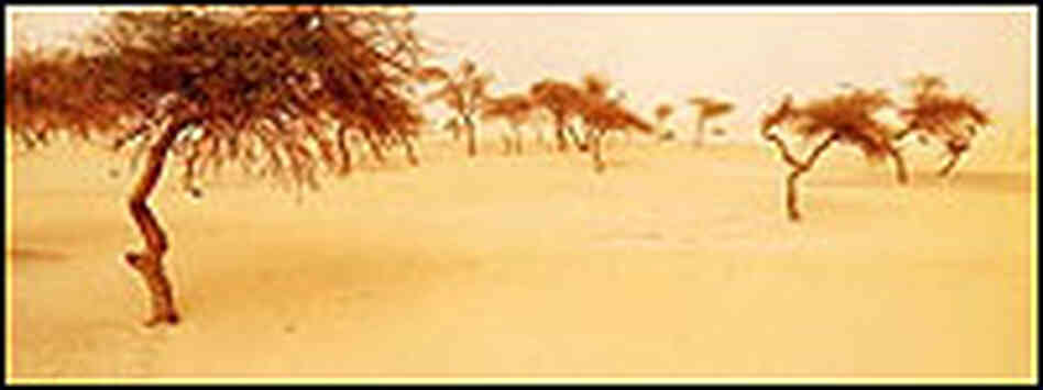 Trees in the African desert from cover of 'Acts of Faith' Trees in the African desert from cover of 'Acts of Faith'
