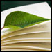 Leaf on book. CREDIT: iStockphoto.com
