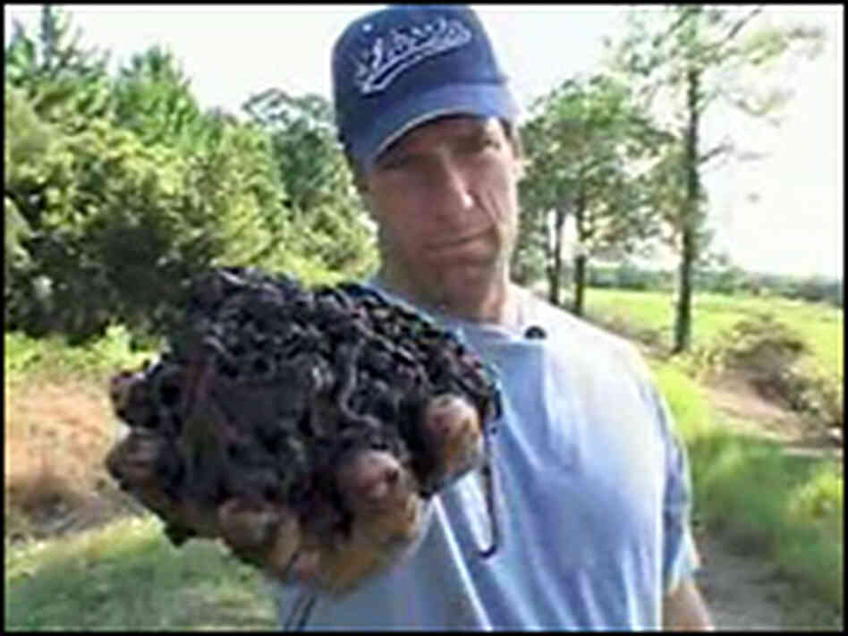 Mike Rowe works as a worm rancher for an episode of 'Dirty Work' Mike Rowe works as a worm rancher for an episode of 'Dirty Work'