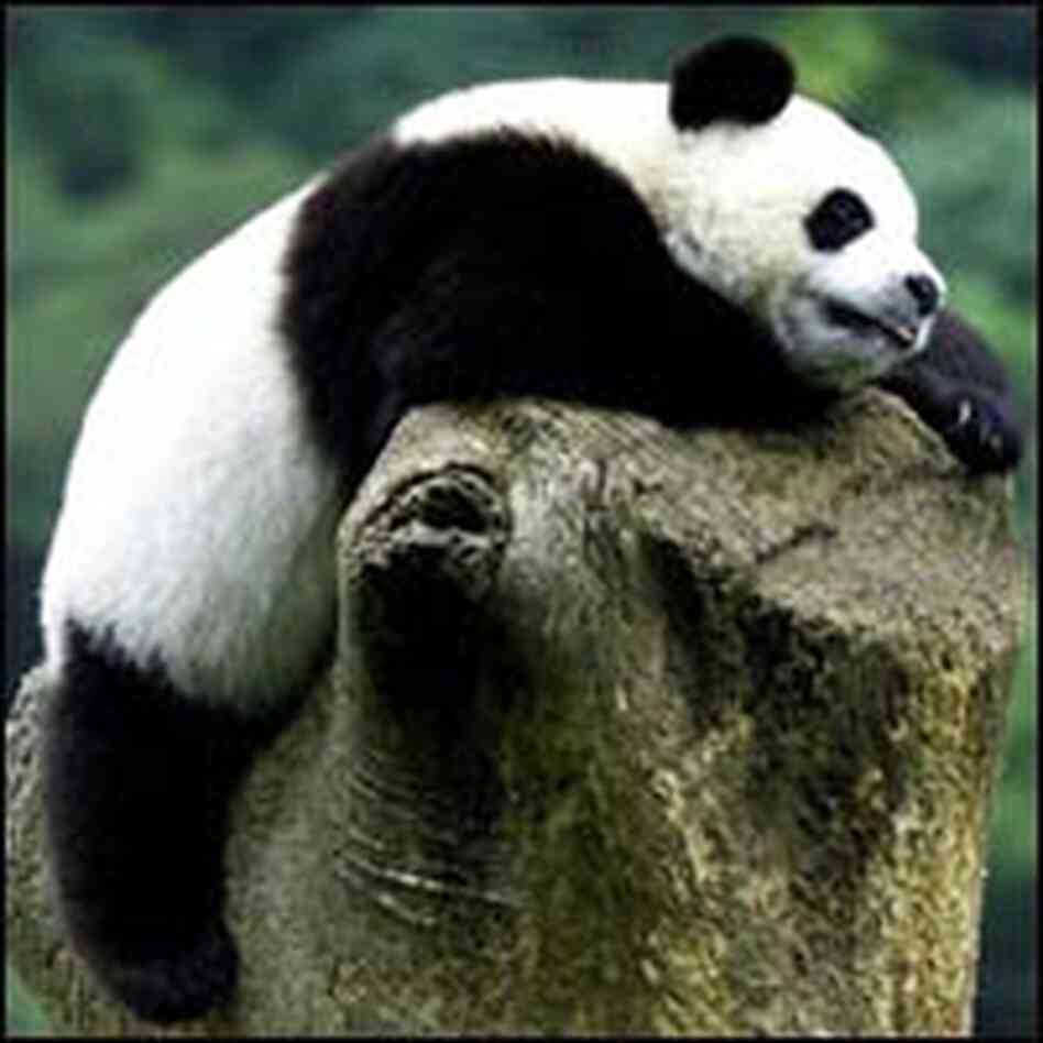 A panda takes a nap A panda takes a nap