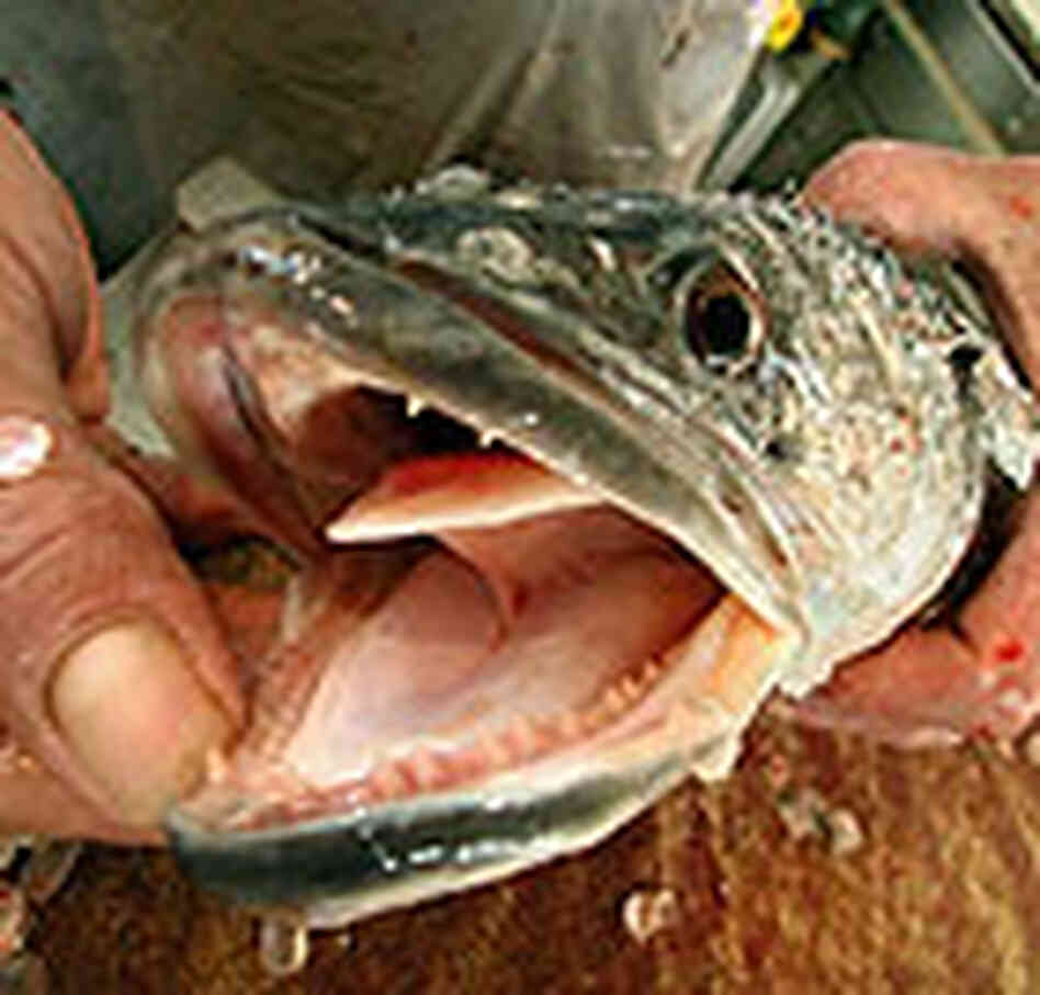 The aggressive snakehead fish -- which has a voracious appetite and can live out of water for days The aggressive snakehead fish -- which has a voracious appetite and can live out of water for days
