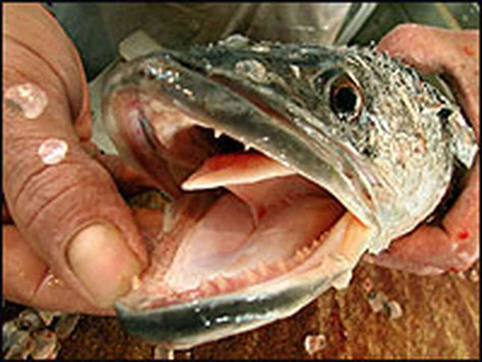 The aggressive snakehead fish. The aggressive snakehead fish.