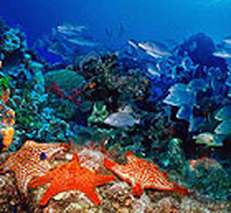Coral Reef Coral Reef
