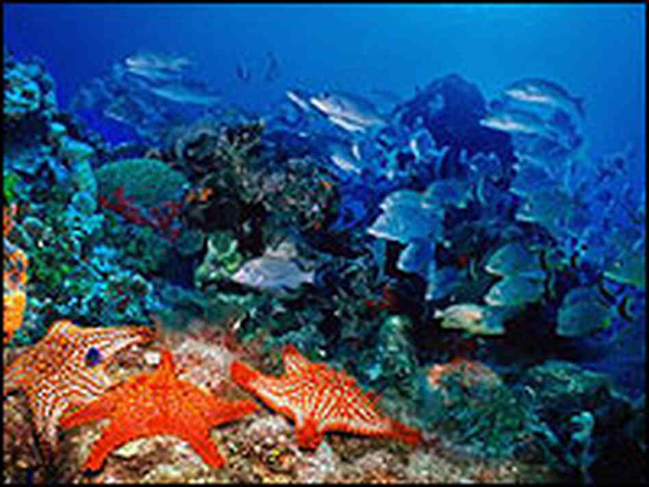 Primary: Biologists are worried a buildup of carbon dioxide may harm coral reefs. Primary: Biologists are worried a buildup of carbon dioxide may harm coral reefs.