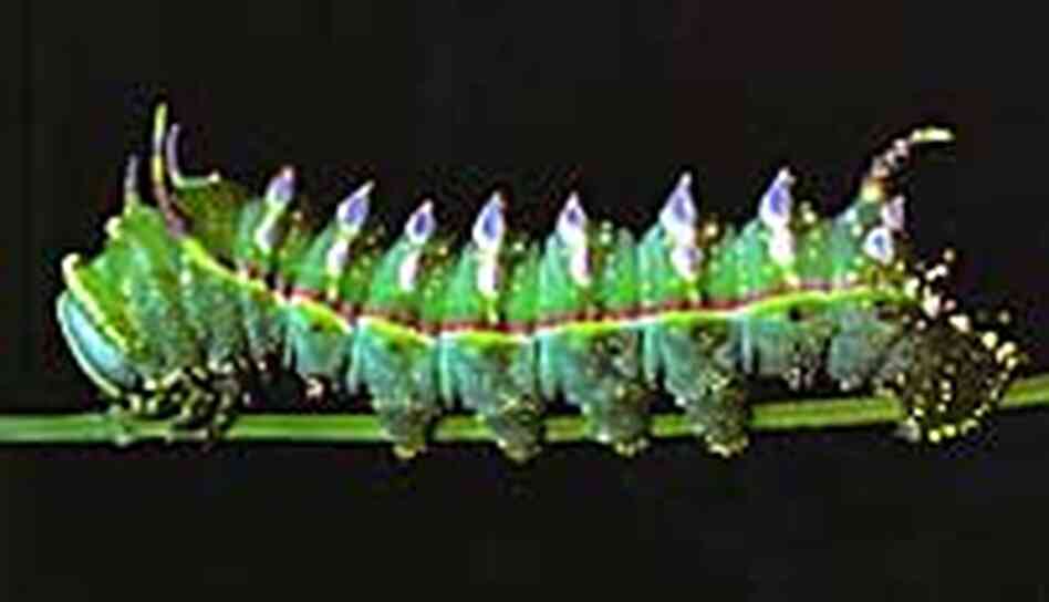 100 Caterpillars 100 Caterpillars