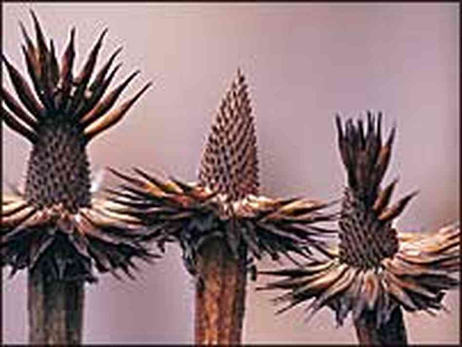 Seedheads Seedheads