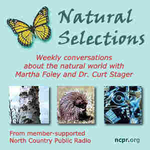 Channel image: Natural Selections Channel image: Natural Selections