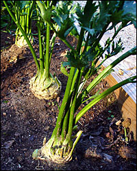 Celeriac is also known as celery root, knob celery and turnip-rooted celery