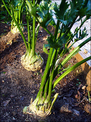 Celeriac is also known as celery root, knob celery and turnip-rooted celery