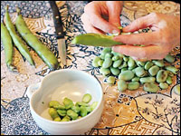 Shucking fava beans