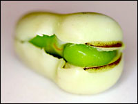 After shucking, you must remove the waxy coating that covers the bean.