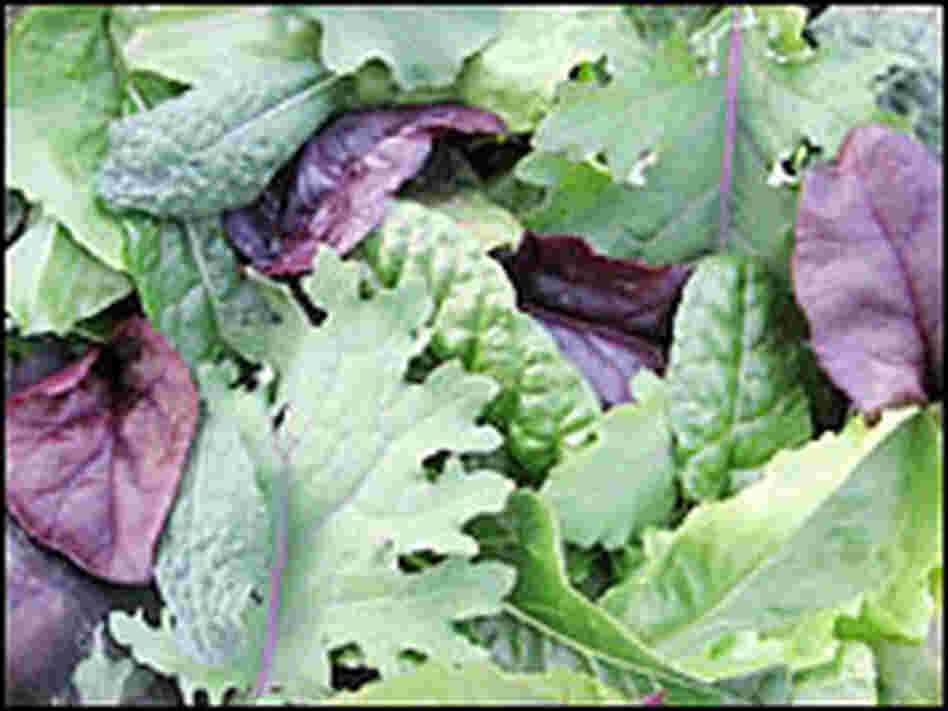 Freshly picked greens