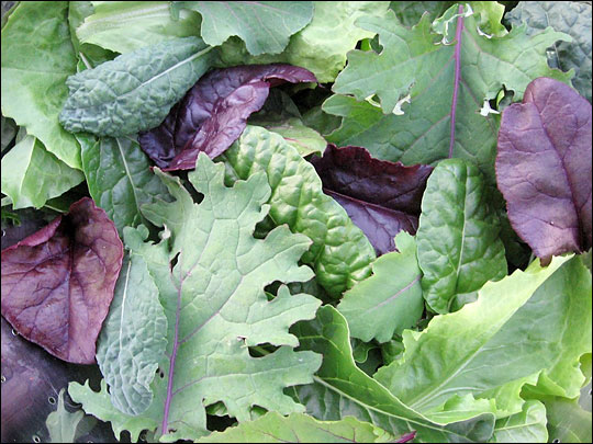 Freshly picked greens