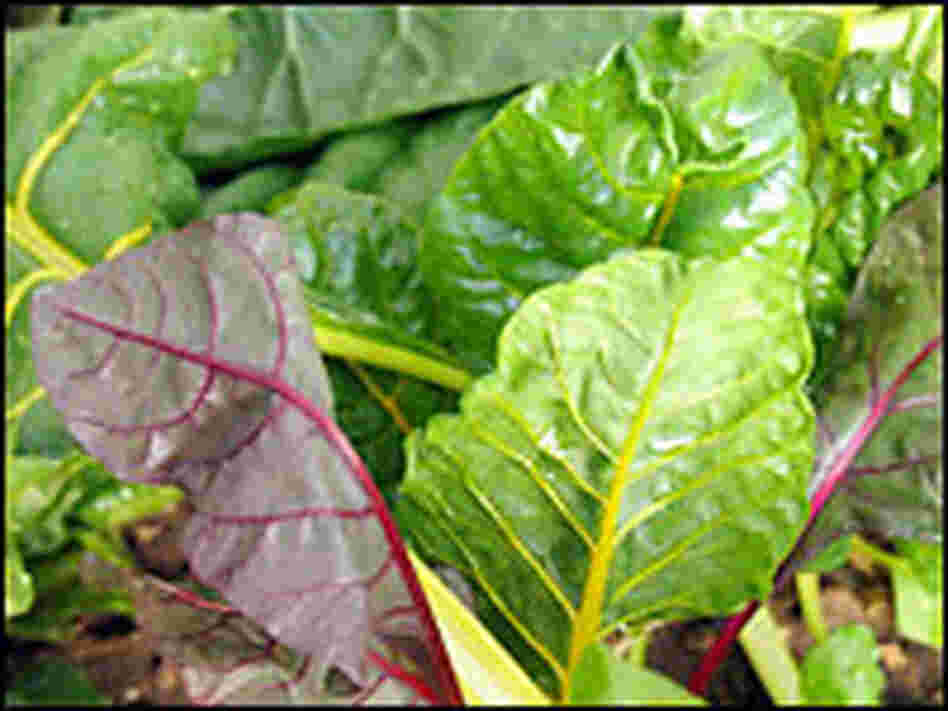 Young Pink Lipstick and Canary Yellow Swiss chard grown in the author's greenhouse