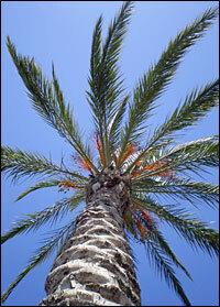 Ancient cultures called the date palm