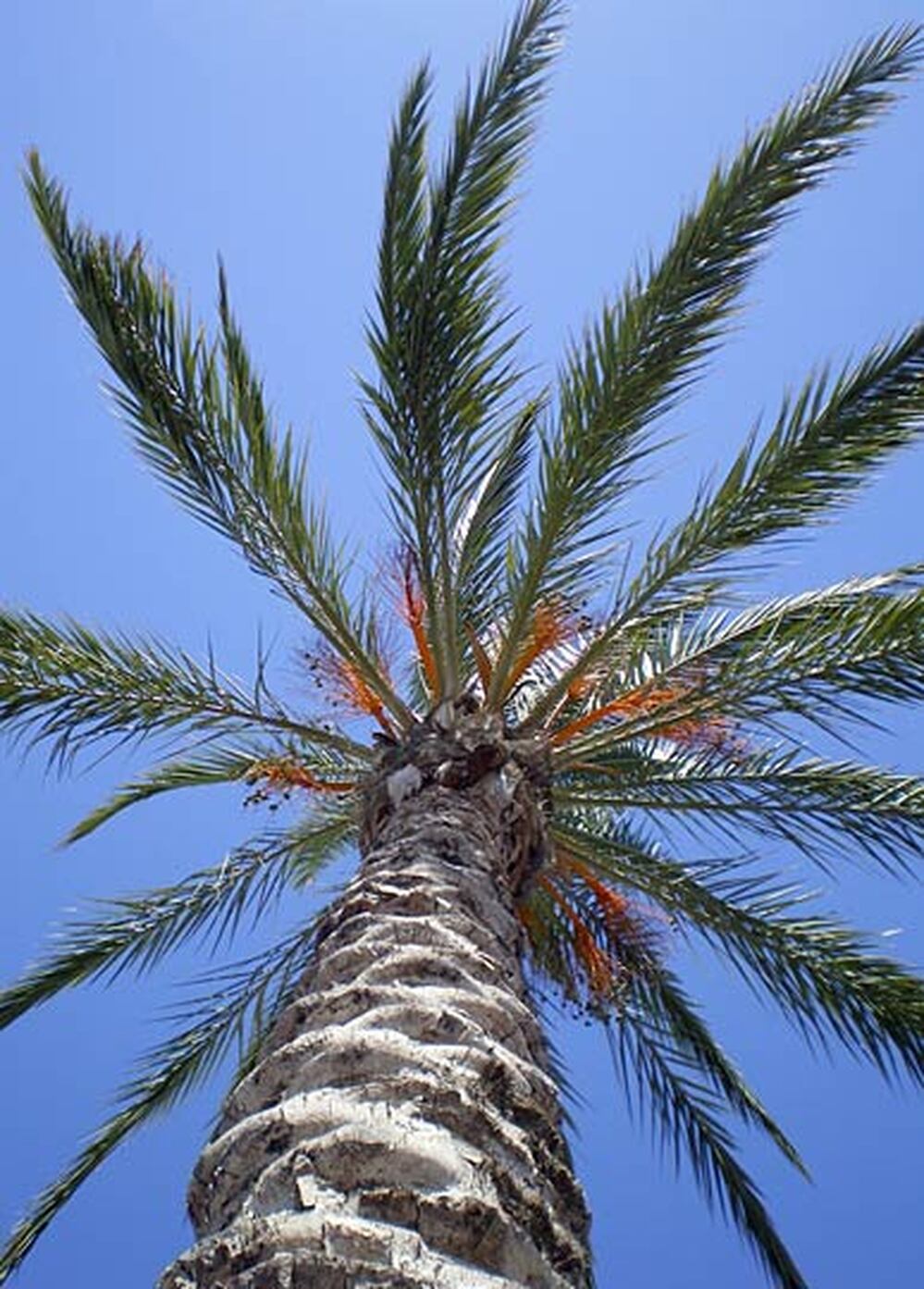 Date Palms