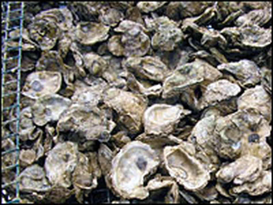 Oyster shells
