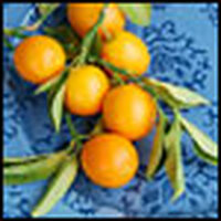 Kumquats: Discovering the Sweetness of Sour
