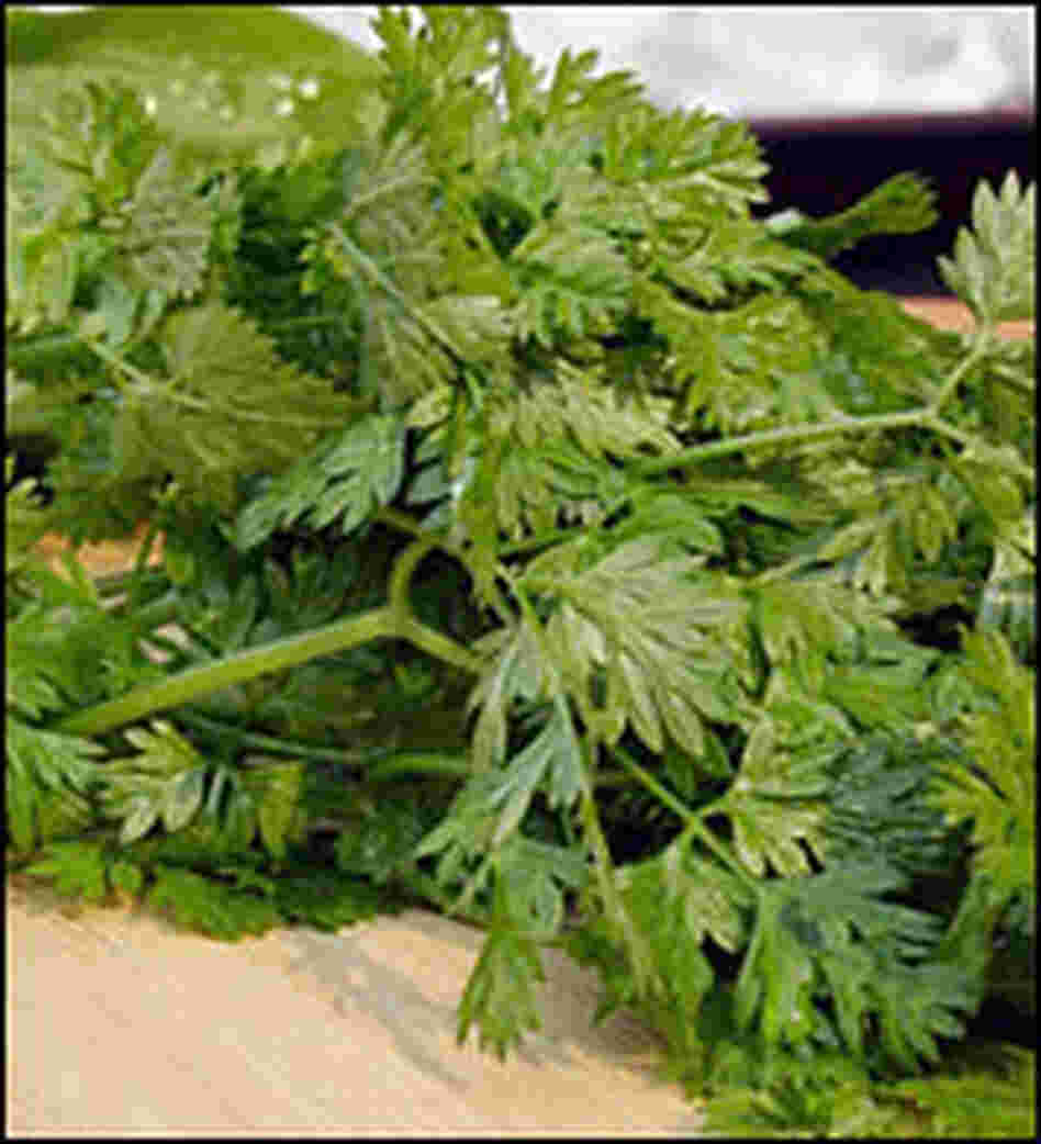 Chervil